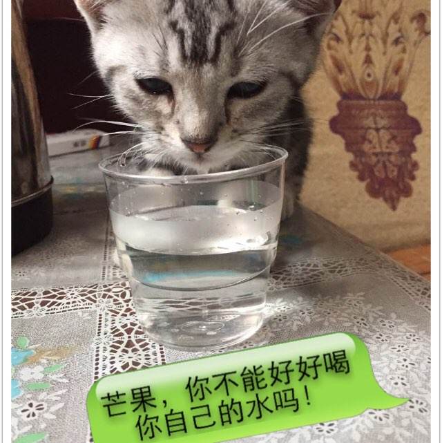 高仿本科学历证